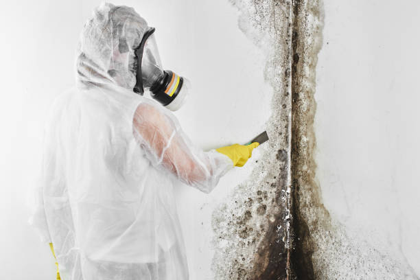 Best Basement Mold Remediation in St Augustine South, FL