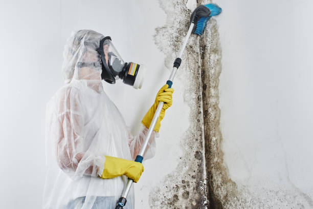 Best Residential Mold Remediation in St Augustine South, FL