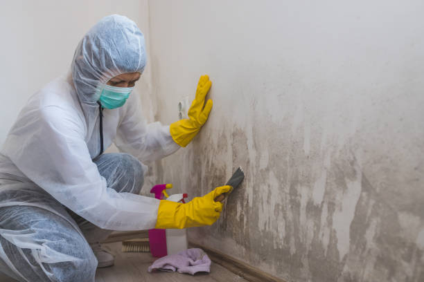 Best Residential Mold Remediation in St Augustine South, FL