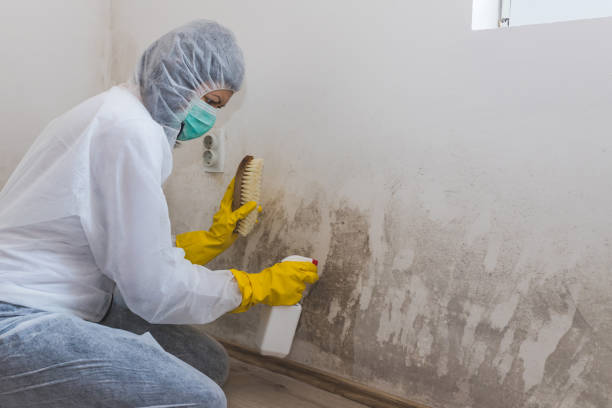 Best Industrial Mold Remediation in St Augustine South, FL