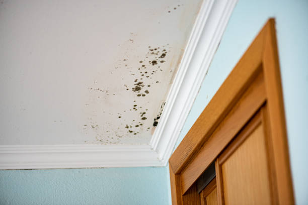 St Augustine South, FL Mold Remediation Company