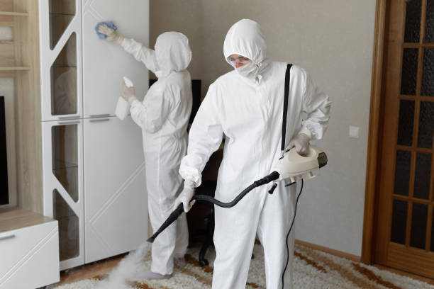 Best White Mold Remediation in St Augustine South, FL