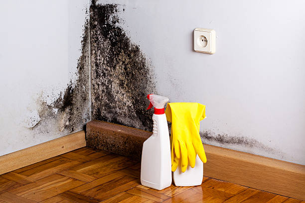 Best Emergency Mold Remediation in St Augustine South, FL