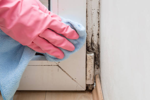 Best Localized Mold Remediation (e.g., coastal areas, humid climates) in St Augustine South, FL